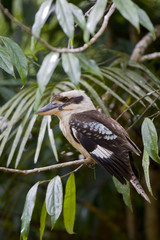 Martrin chasseur à ailes bleues