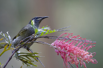 Lerwin's honeyeater