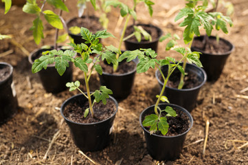 Young tomato plants in pots ready to be planted inside greenhouse.