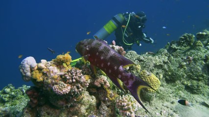 Lyretail Grouper Variola louti slowly swims on the background of a coral reef, then leaves the frame. Red Sea Egypt