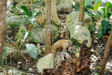 Coati in Tulum Mexico