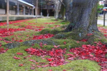 Red leave of autumn in Kyoto, Japan
