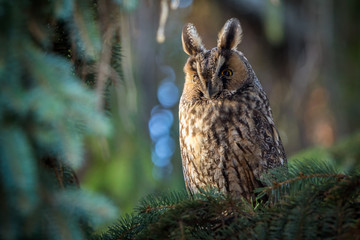 Long-eared owl