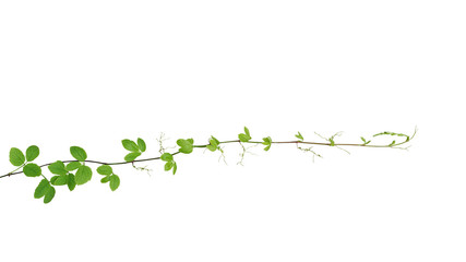 Bush grape or threeleaf cayratia (Cayratia trifolia) wild climbing vine tropical liana plant isolated on white background, clipping path included.