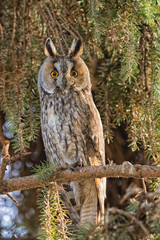 Long-eared owl