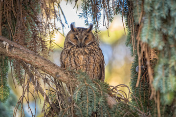 Long-eared owl
