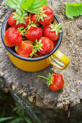 Fresh strawberries in a metal mug in the garden