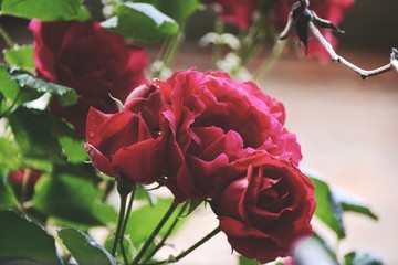Grußkarte - rote Rosen im Garten