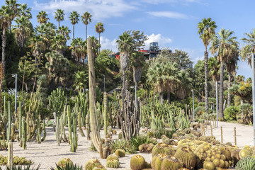 Gardens, jardins Mossen Costa i LLobera, specialized in cactus, montjuic park, Barcelona.
