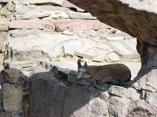 Dagestan (Vostochnobeisky) Tur (Capra cylindricornis are) at the zoo.