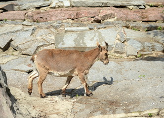 Dagestan (Vostochnobeisky) Tur (Capra cylindricornis are) at the zoo.