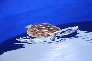 Baby of turtle  called Penyu Agar or scientific name Chelonia Mydas in the breeding aquarium. Baby...