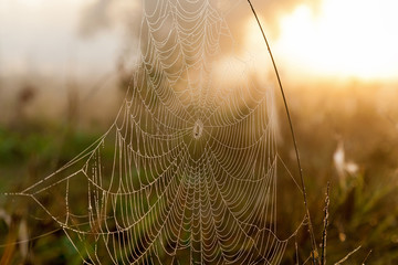 Spider webs against the background of the sun and field grass. Spider web in the background of the sun.