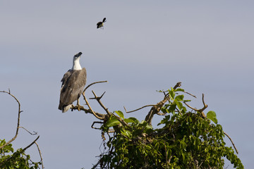 white breasted eagle