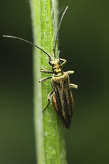 oedemera flavipes