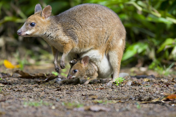 Pademelon à cou rouge