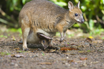 Pademelon à cou rouge