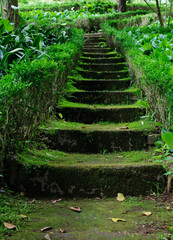 Old stone stairs among the grass