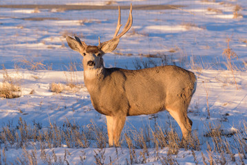 Obraz premium One Antlered Mule Deer Buck - Wild Deer on the High Plains of Colorado