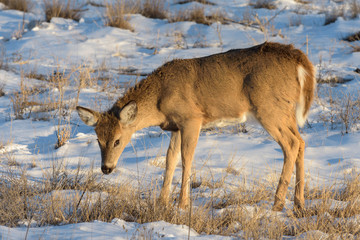 Mule Deer Doe in Snowy Field - Colorado High Plains