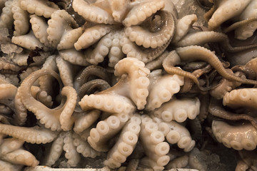 Fresh octopus in crater on seafood market for sale