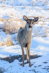 Wild Deer on the Snow Covered High Plains of Colorado