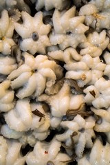 Fresh octopus in crater on seafood market for sale