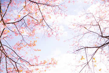 Pink Wild Himalayan Cherry flowers in nature.