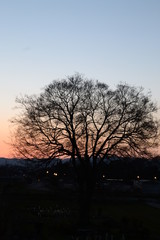 夕暮れ時の木