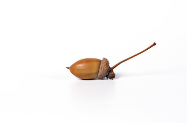 oak acorn isolate