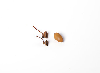 oak acorn isolate