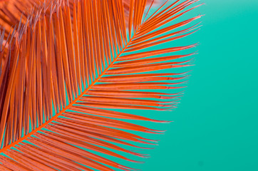 minimal concept. brunch of palma on pastel background