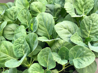 fresh kale leaves. In kale plots, thailand