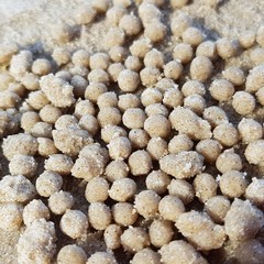 Hole & sand balls made by a small beach crab