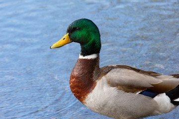 Mallard Drake closeup with river water in background