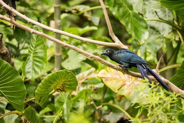 Greater Ani (Crotophaga Major)