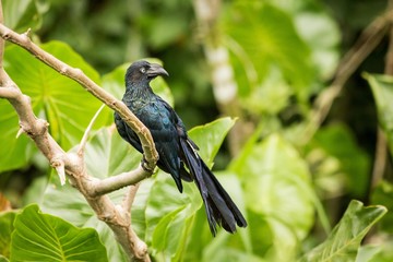 Greater Ani (Crotophaga Major)