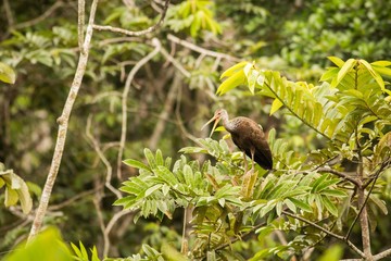 Limpkin (Aramus guarauna)