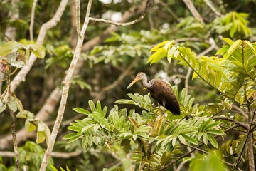 Limpkin (Aramus guarauna)