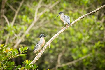 Two Striated Heron (Butorides Striata)