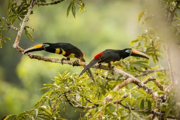 Many-banded Aracari (Pteroglossus pluricinctus)