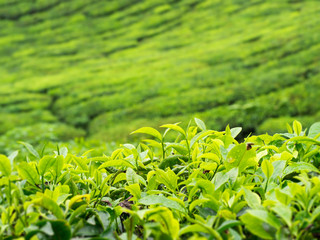Green tea plantation on hill in Cameron highland, Travel destination in Malaysia