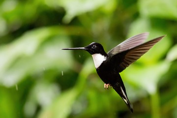Flying Collared Inca