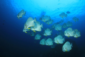 Longfin Spadefish (Batfish) fish underwater