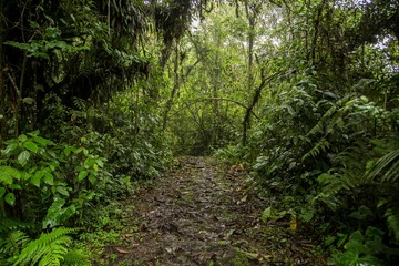 Fototapeta premium Rain forest, trees and plants