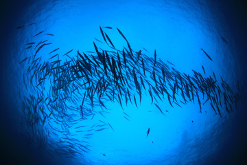 School of Barracuda fish in ocean