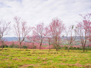 Thai cherry blossom tree full blooming in the forest at Phu Lom Lo, Thailand