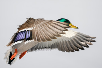 Mallard Drake - Close-Up