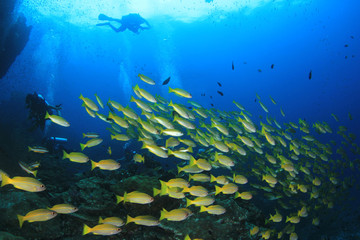 Plakat Scuba dive coral reef
