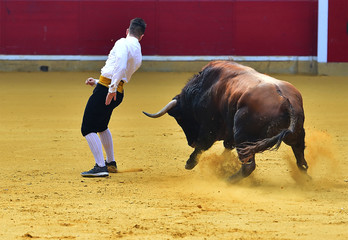bullfight